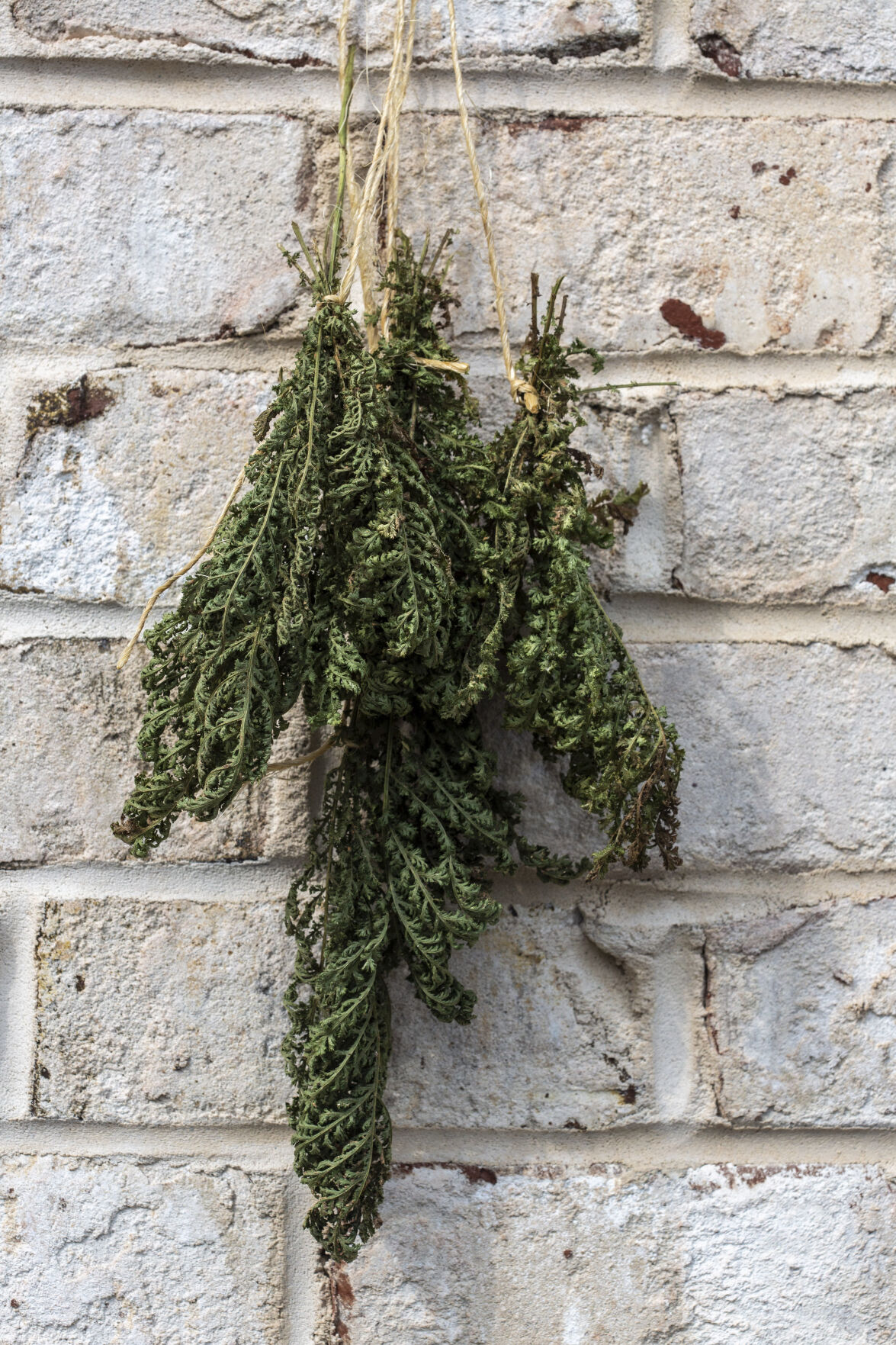 Dried Herbs